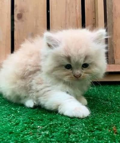 Persian kittens  whstp// 03704///602310///