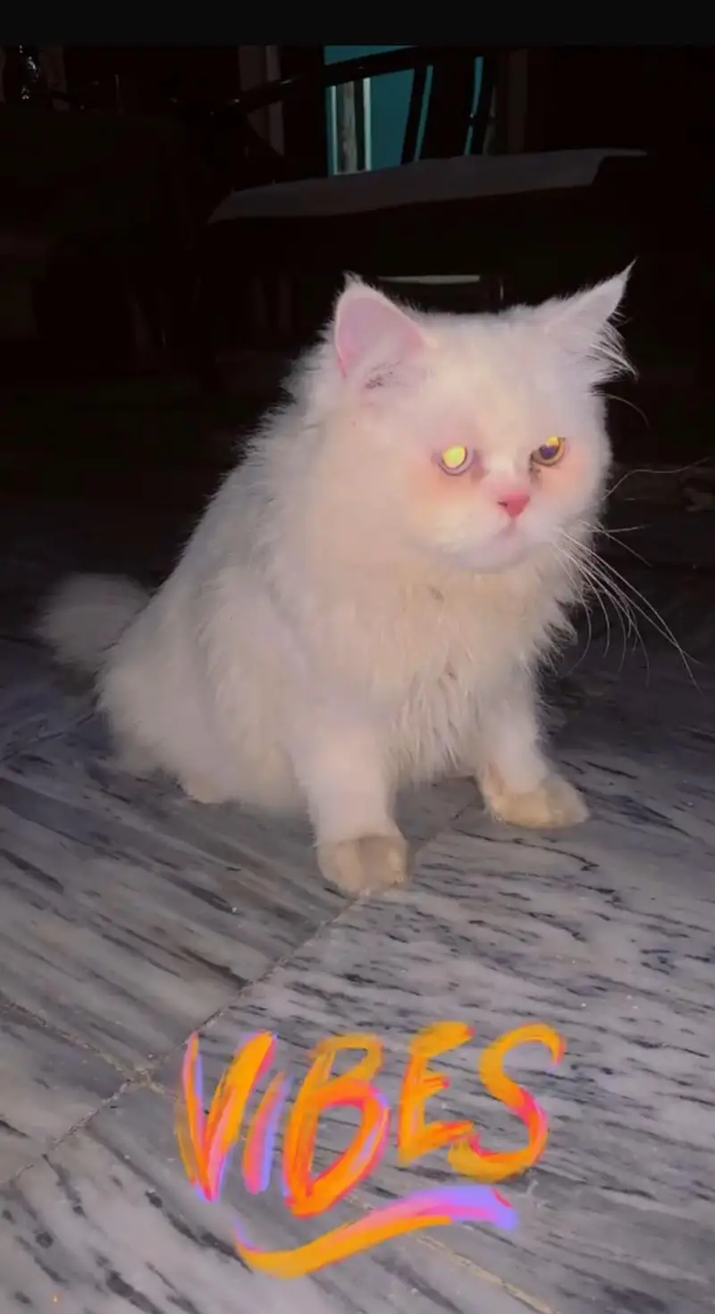 Persian cat | tipple cort cat | best breader | friendly cat — photo 4