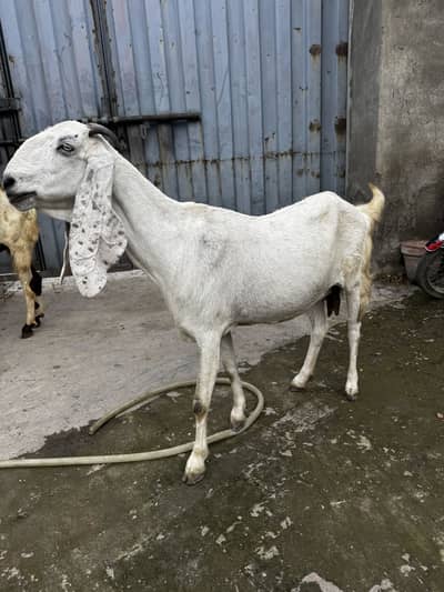 Goat for sale