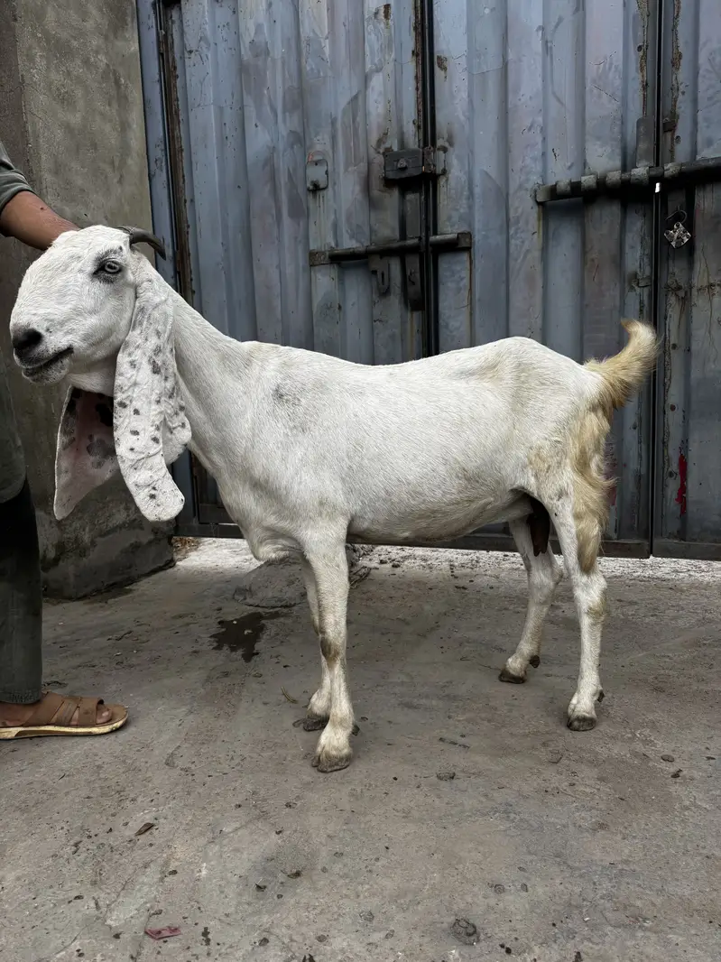 Goat for sale — photo 2