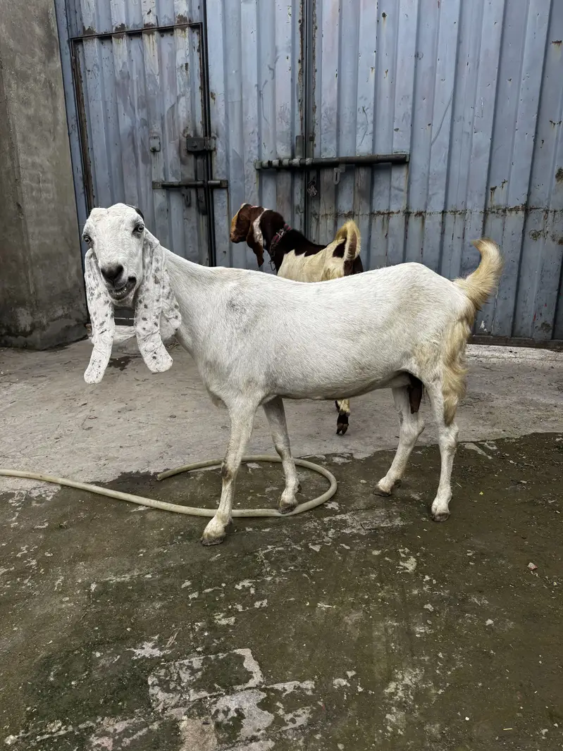 Goat for sale — photo 3
