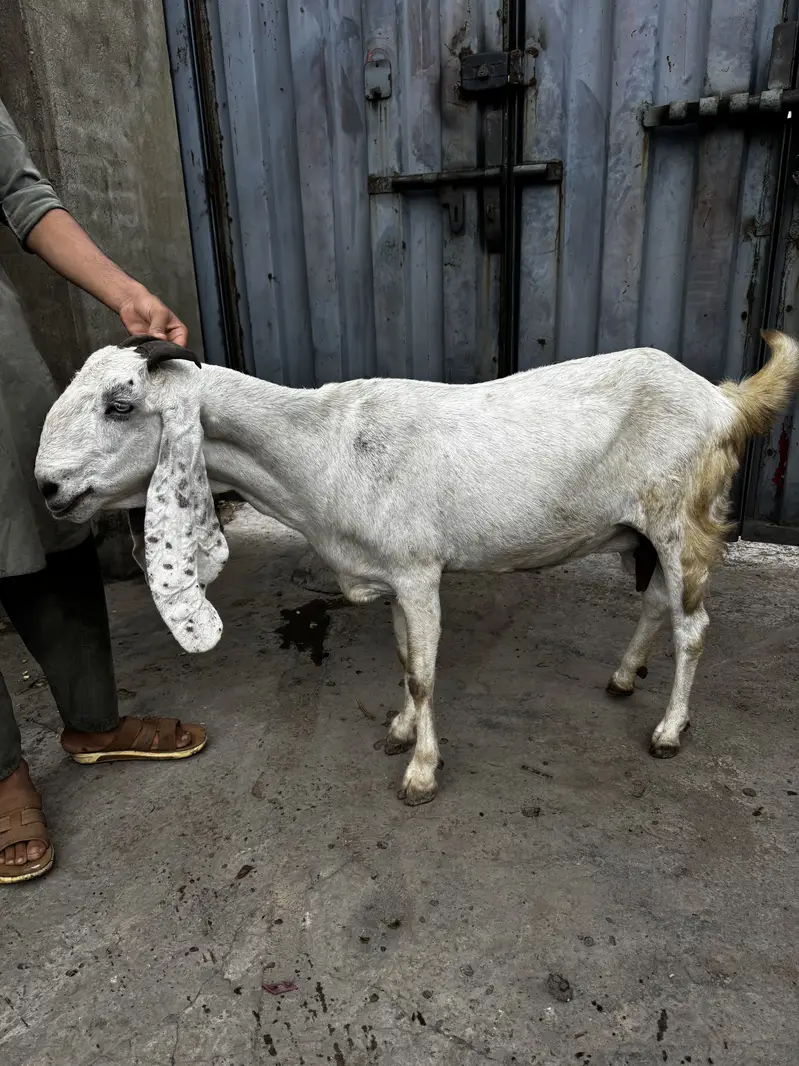 Goat for sale — photo 4