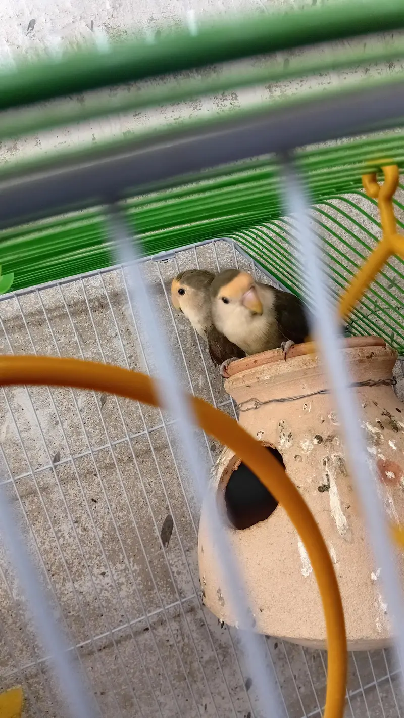 Love Birds