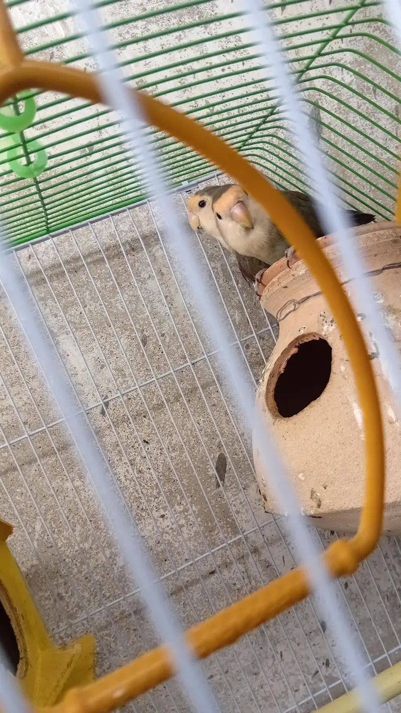 Love Birds — photo 2