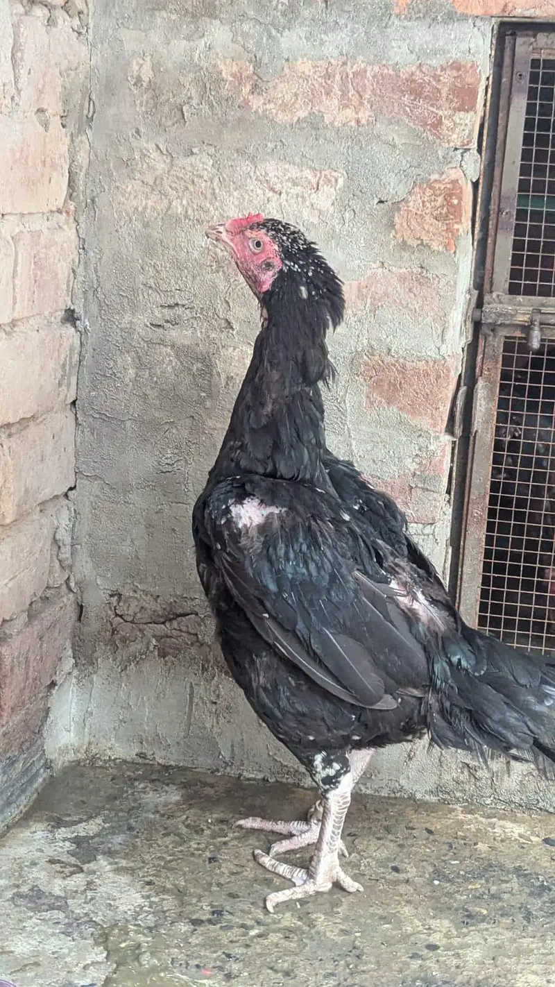 aseel mushki madi urgent for sale — photo 2
