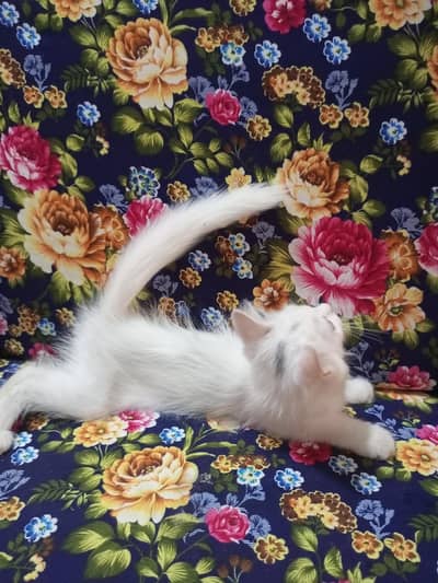 Pershian Kitten 
