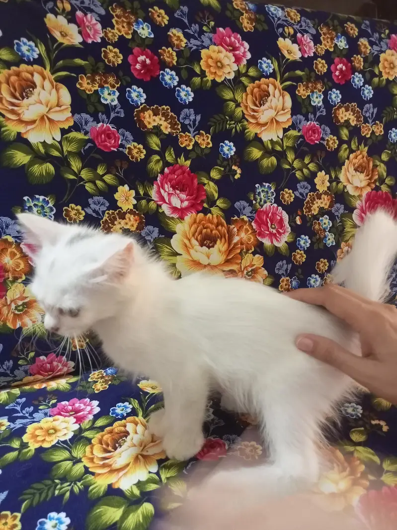 Pershian Kitten  — photo 2