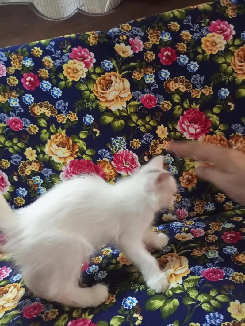 Pershian Kitten  — photo 3