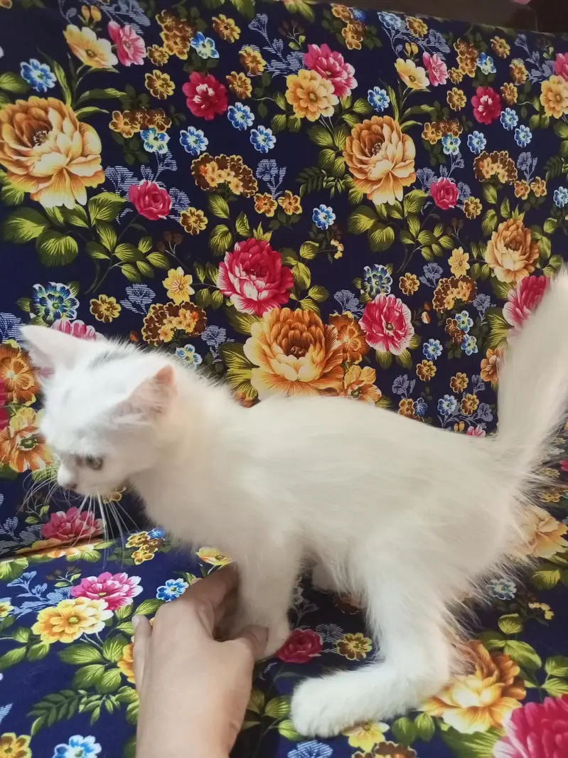Pershian Kitten  — photo 4
