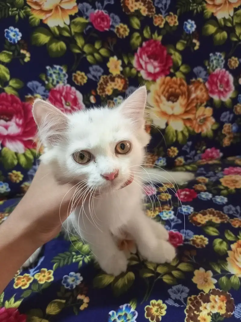 Pershian Kitten  — photo 5