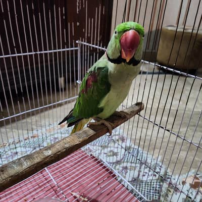 hand tame parrot