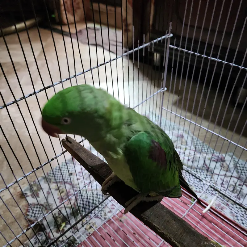 hand tame parrot — photo 2