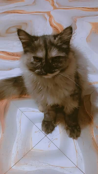 My pet cats