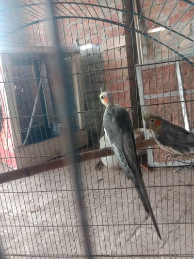cocktail breeder pair