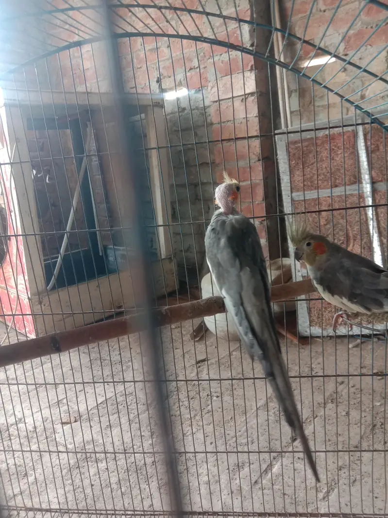 cocktail breeder pair — photo 3
