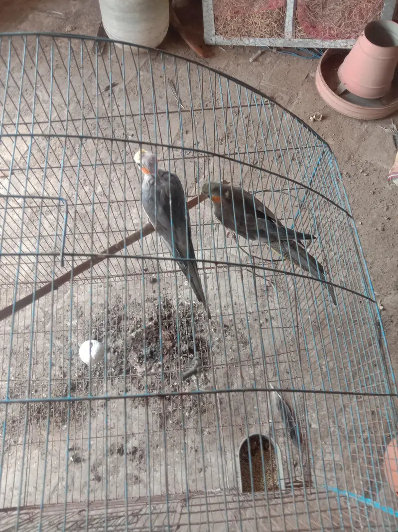 cocktail breeder pair — photo 4