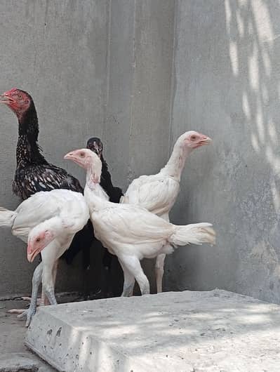 Heera aseel cross vaitnam| long hight| aseel Heera phata chicks