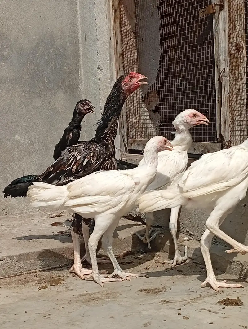 Heera aseel cross vaitnam| long hight| aseel Heera phata chicks — photo 2