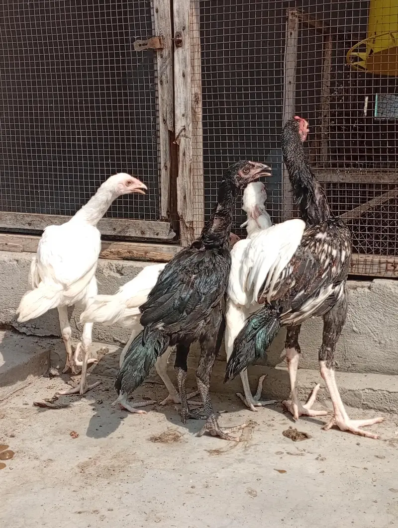 Heera aseel cross vaitnam| long hight| aseel Heera phata chicks — photo 3
