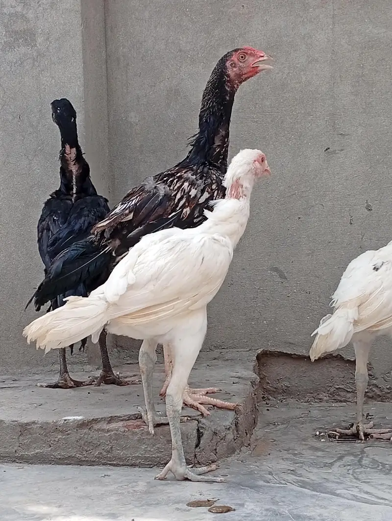 Heera aseel cross vaitnam| long hight| aseel Heera phata chicks — photo 4