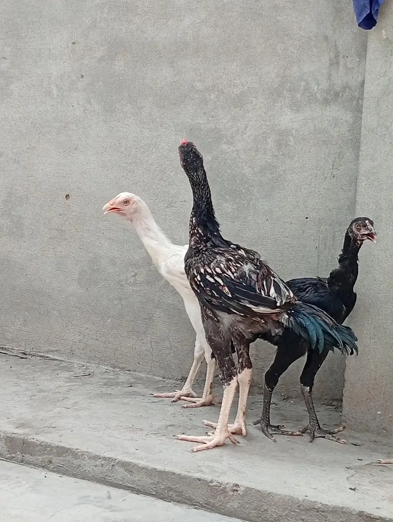 Heera aseel cross vaitnam| long hight| aseel Heera phata chicks — photo 5