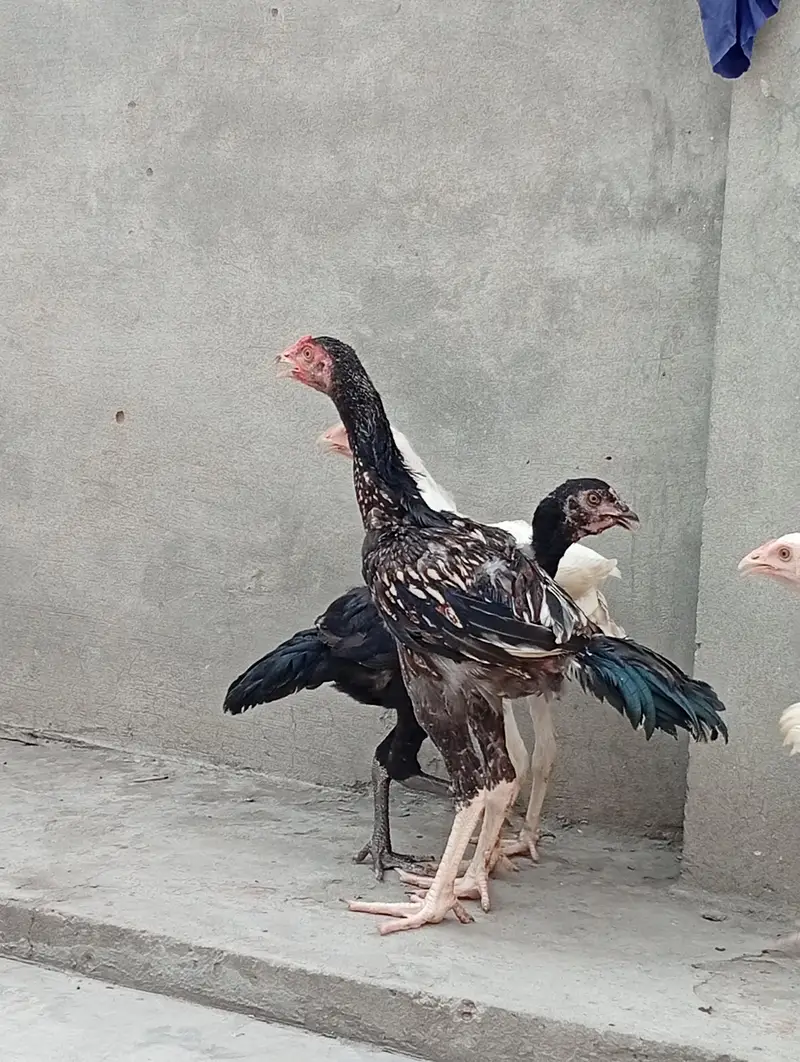 Heera aseel cross vaitnam| long hight| aseel Heera phata chicks — photo 6