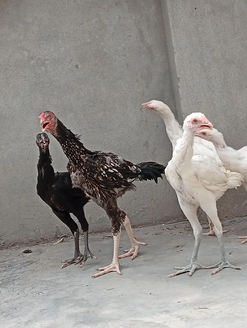 Heera aseel cross vaitnam| long hight| aseel Heera phata chicks — photo 7