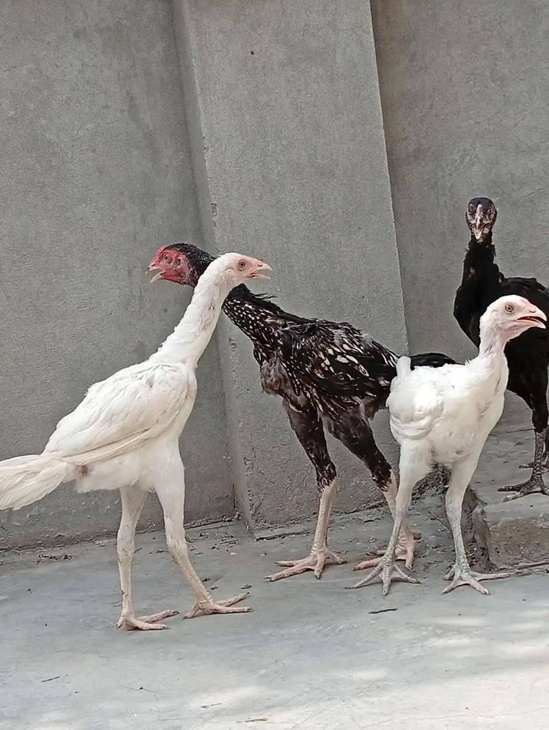 Heera aseel cross vaitnam| long hight| aseel Heera phata chicks — photo 8