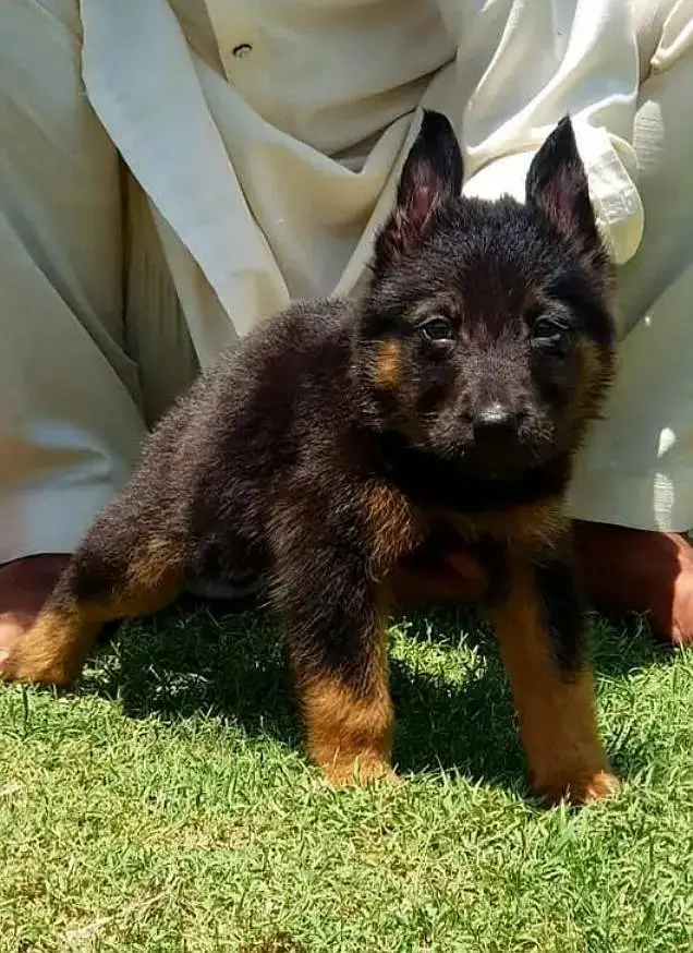 German Shepherd long coated health active — photo 2