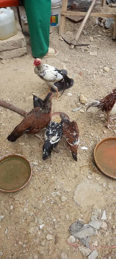 desi hens for sale