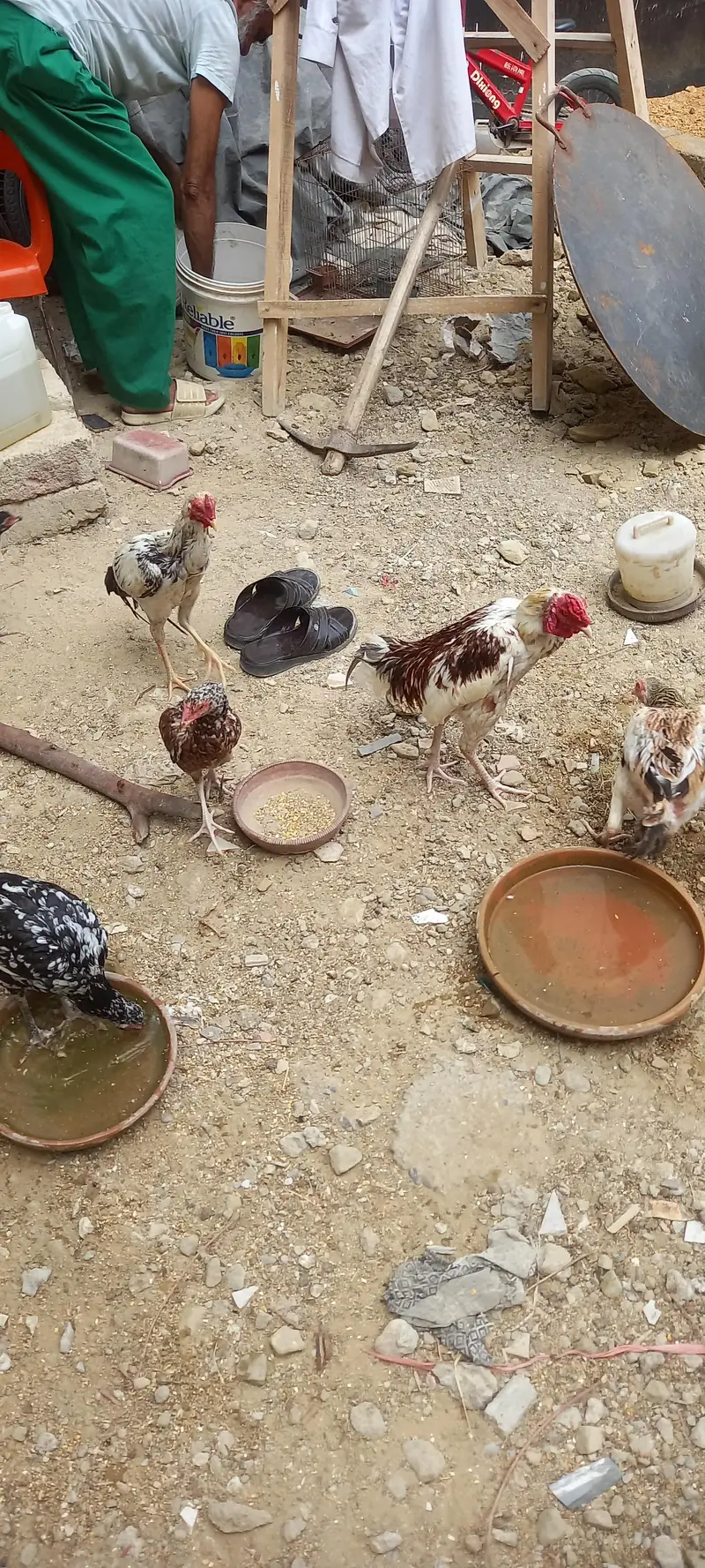 desi hens for sale — photo 2