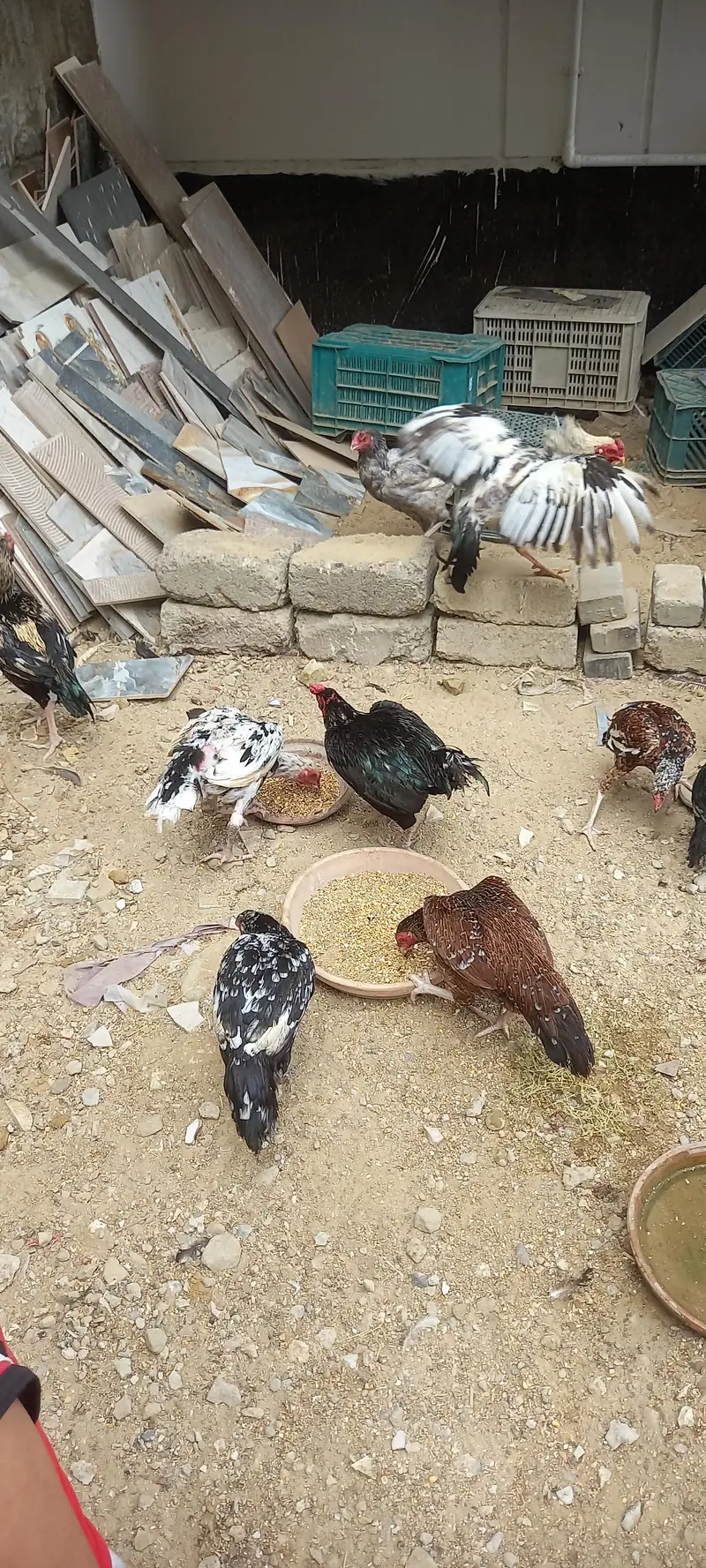 desi hens for sale — photo 3