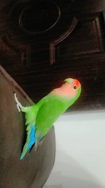 pure Latino lovebird hand tame fully active and healthy