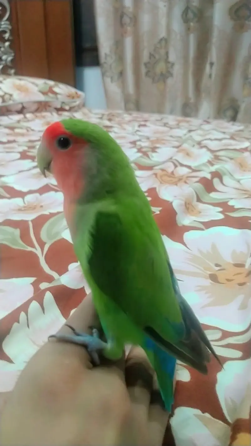pure Latino lovebird hand tame fully active and healthy — photo 3