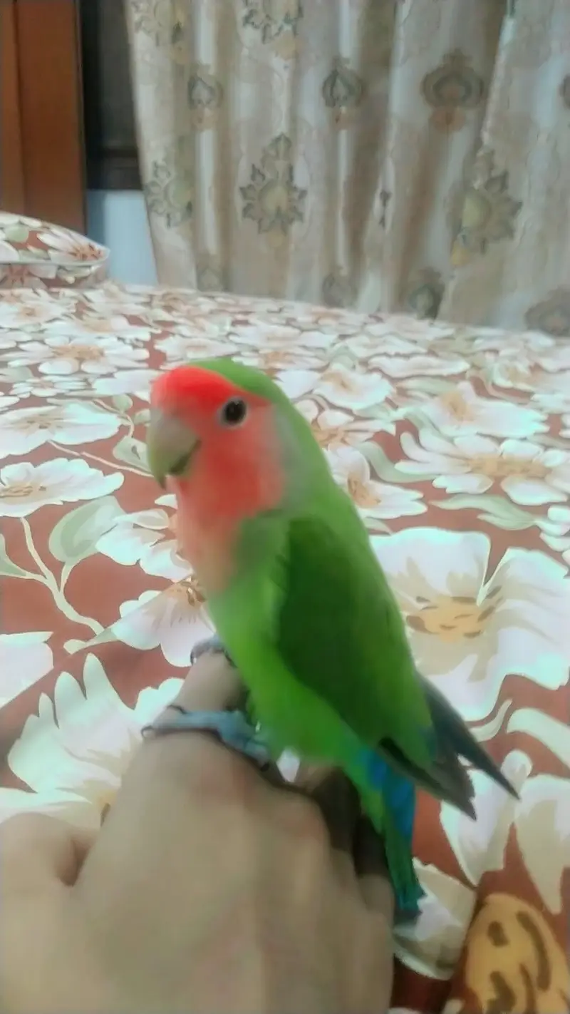 pure Latino lovebird hand tame fully active and healthy — photo 4