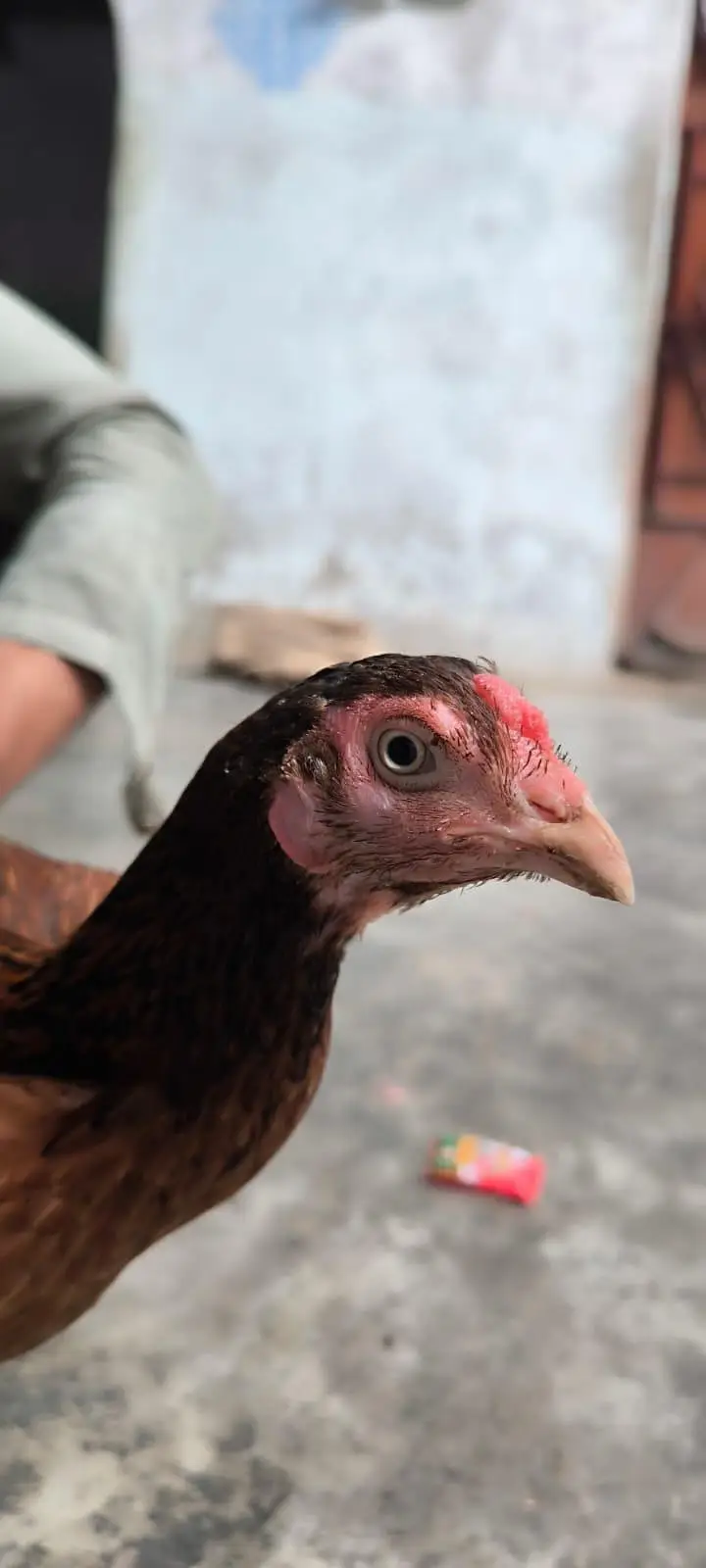 Murgha Murghi Pair — photo 5