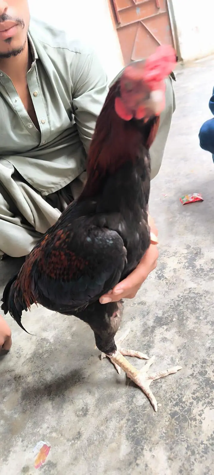 Murgha Murghi Pair — photo 12