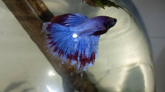 Healthy Betta fish for sell Contect#0346-2820382