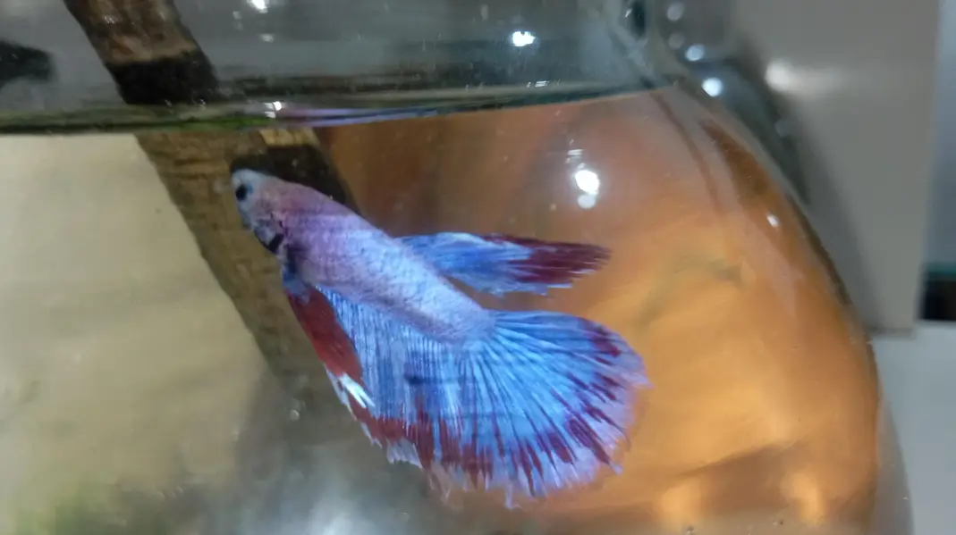 Healthy Betta fish for sell Contect#0346-2820382 — photo 2