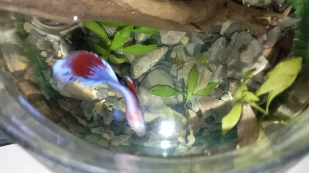Healthy Betta fish for sell Contect#0346-2820382 — photo 3