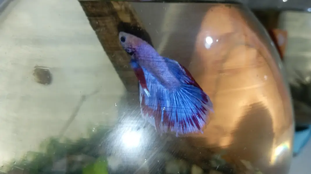Healthy Betta fish for sell Contect#0346-2820382 — photo 4