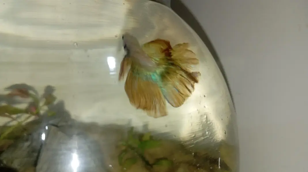 Healthy Betta fish for sell Contect#0346-2820382 — photo 5