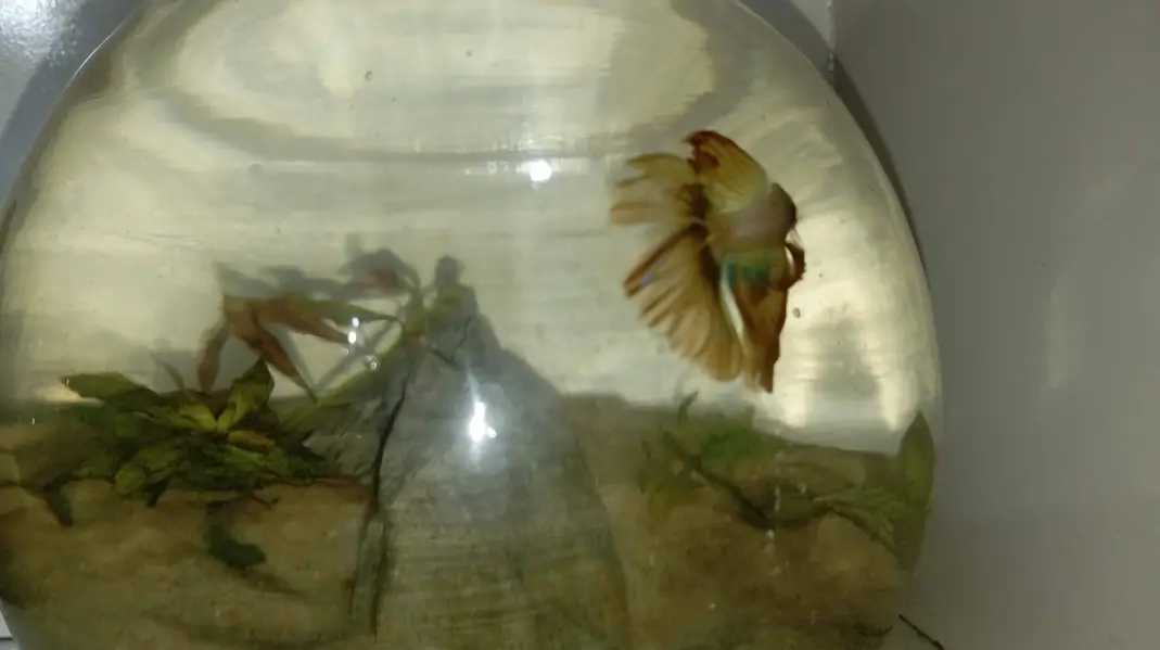 Healthy Betta fish for sell Contect#0346-2820382 — photo 6