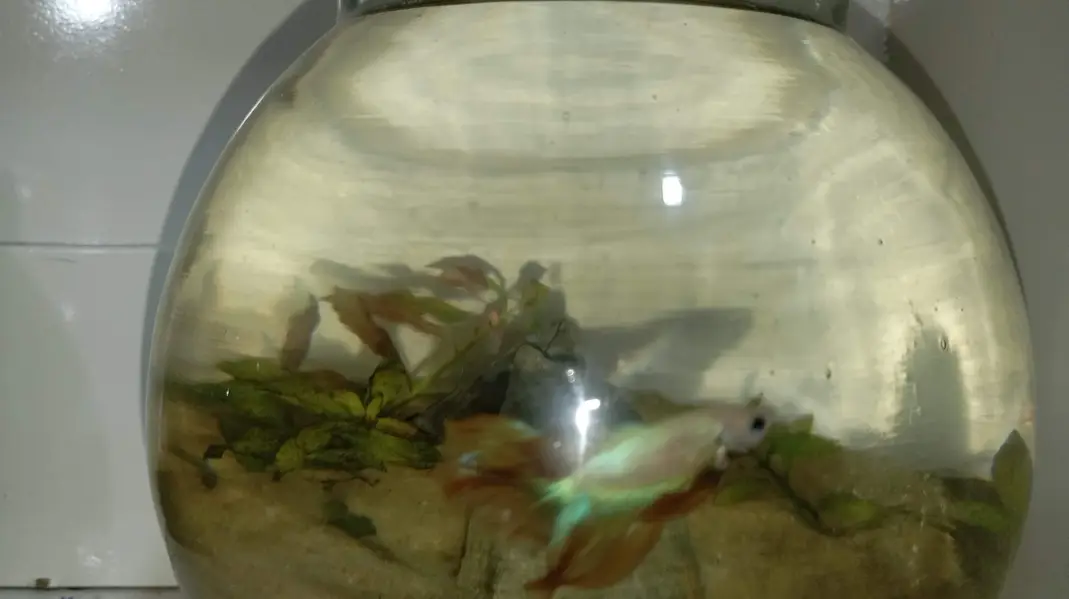 Healthy Betta fish for sell Contect#0346-2820382 — photo 7