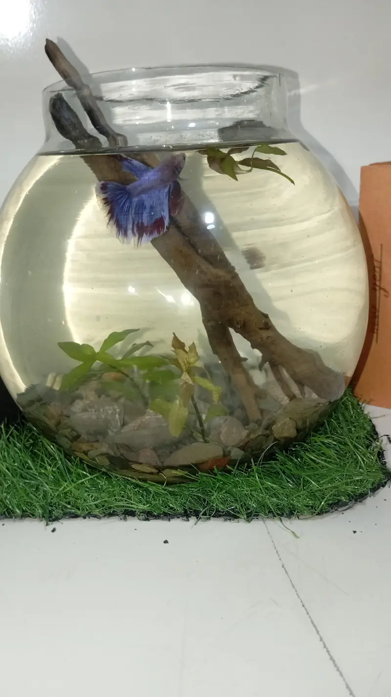 Healthy Betta fish for sell Contect#0346-2820382 — photo 8