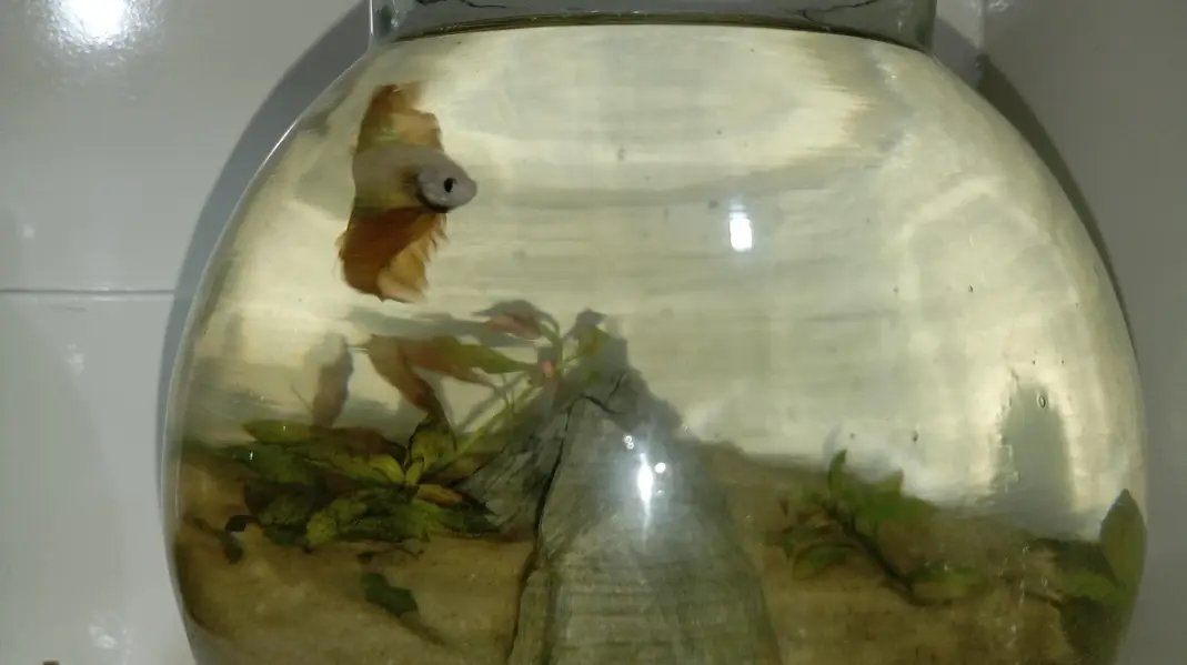 Healthy Betta fish for sell Contect#0346-2820382 — photo 9