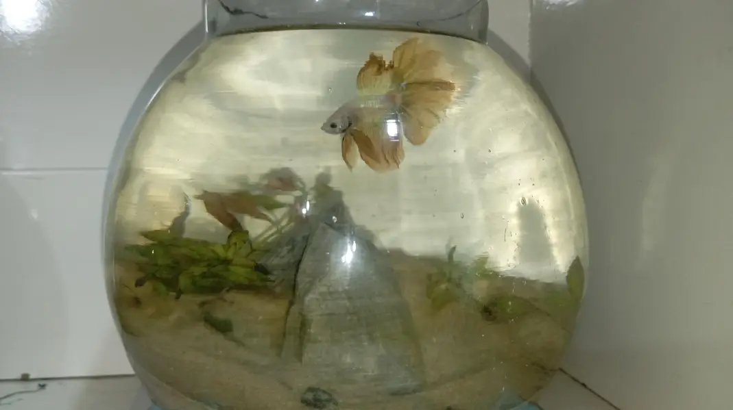 Healthy Betta fish for sell Contect#0346-2820382 — photo 10