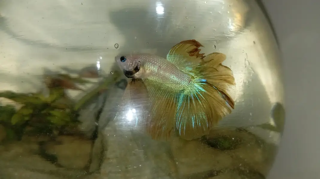 Healthy Betta fish for sell Contect#0346-2820382 — photo 11