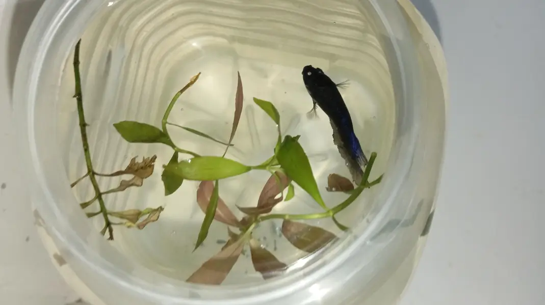 Healthy Betta fish for sell Contect#0346-2820382 — photo 12