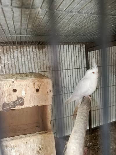 cream nd eno red eye breder pair